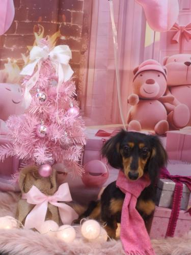 20241222カロくん